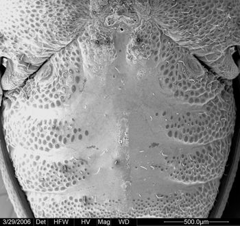 Media type: image;   Invertebrate Zoology 133769